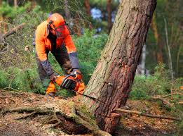 How Our Tree Care Process Works  in  Sumner, IL