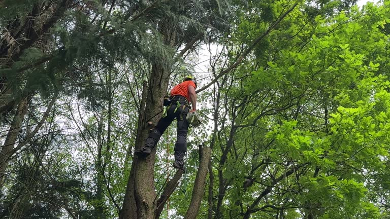 Trusted Sumner, IL Tree Services Experts